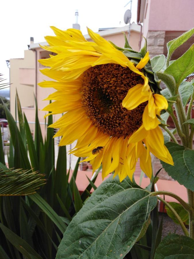 The Roses Garden La Maddalena (Sassari) Exterior foto