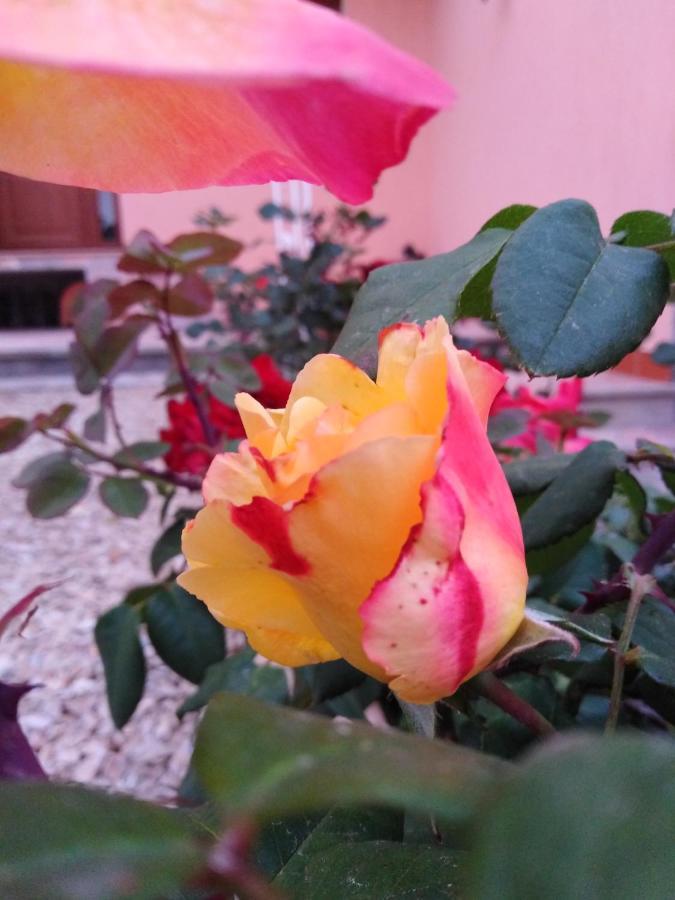 The Roses Garden La Maddalena (Sassari) Exterior foto