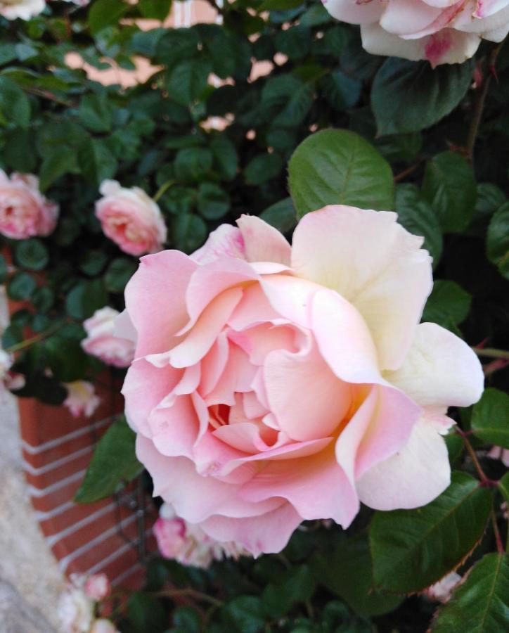 The Roses Garden La Maddalena (Sassari) Exterior foto