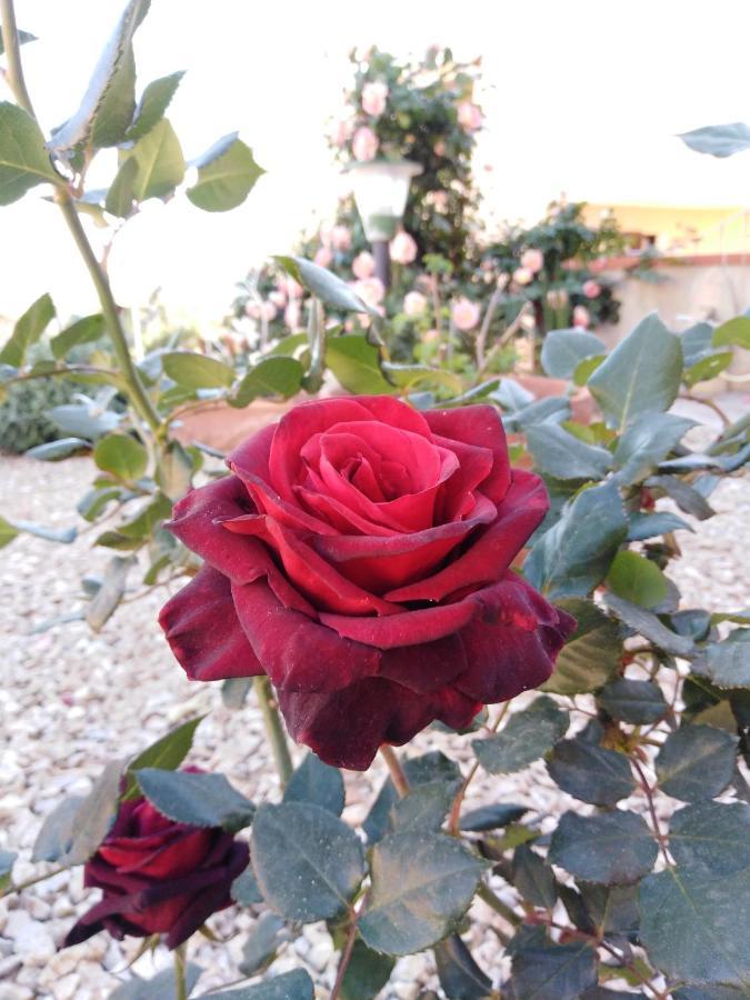 The Roses Garden La Maddalena (Sassari) Exterior foto