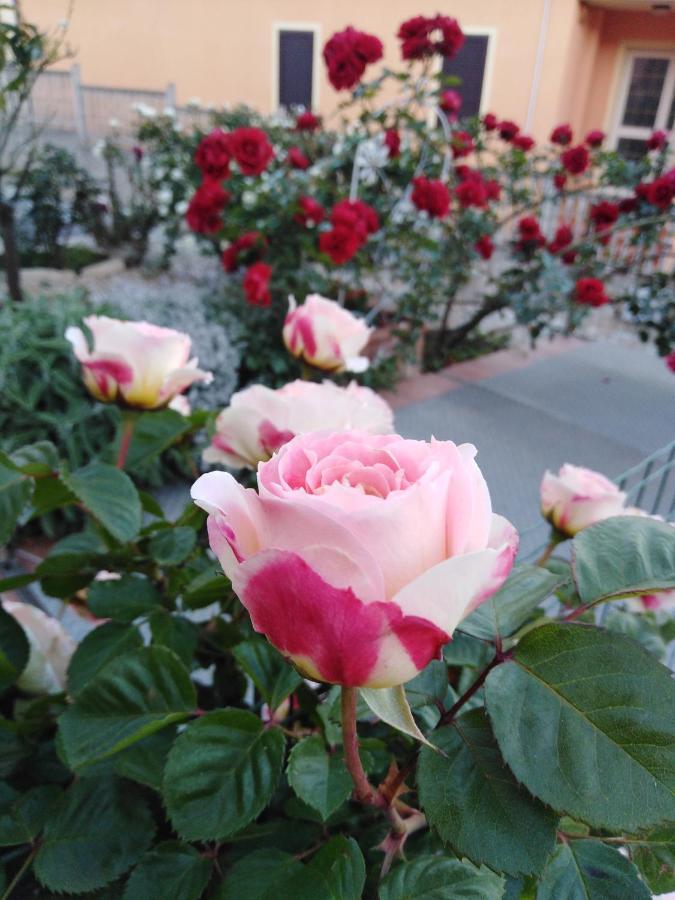 The Roses Garden La Maddalena (Sassari) Exterior foto