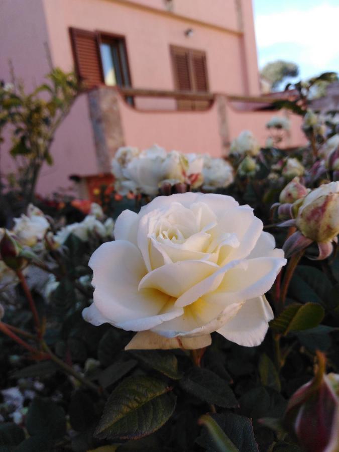 The Roses Garden La Maddalena (Sassari) Exterior foto