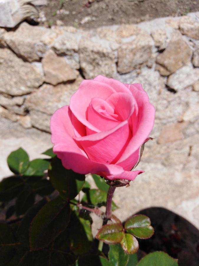 The Roses Garden La Maddalena (Sassari) Exterior foto