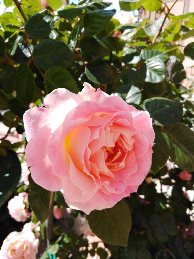 The Roses Garden La Maddalena (Sassari) Exterior foto